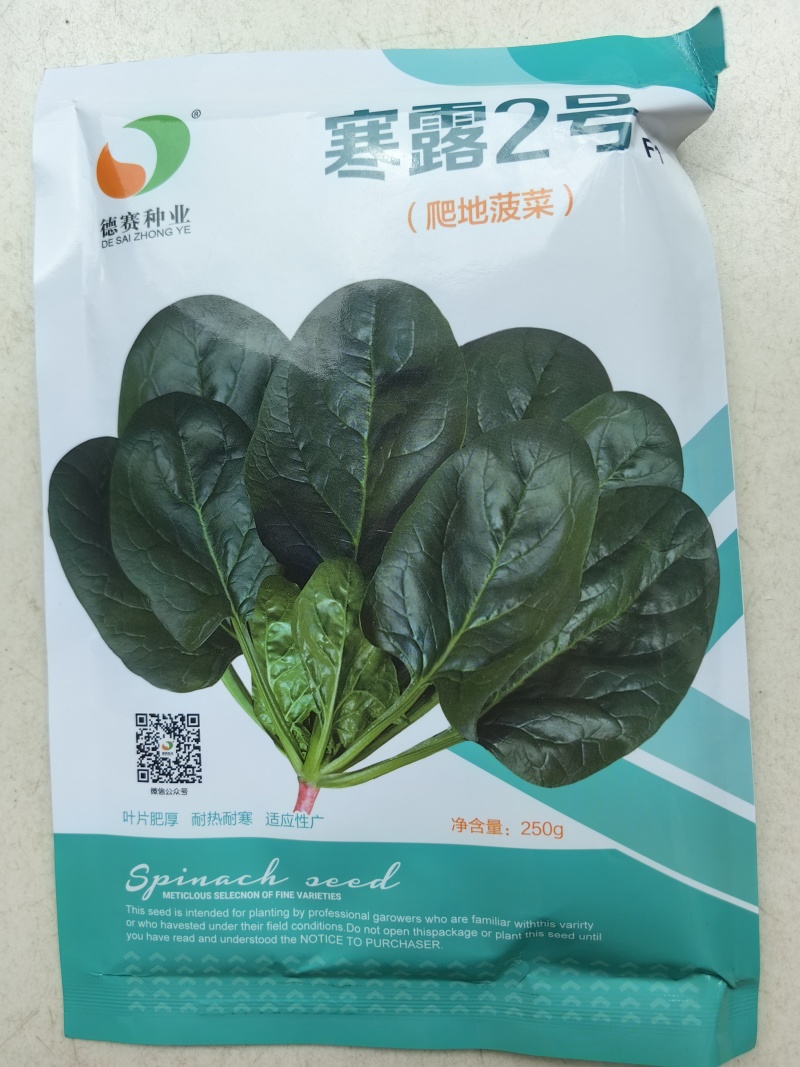 寒露2号爬地菠菜种子趴地耐寒耐热抗霜霉病圆叶春秋塌地菠菜