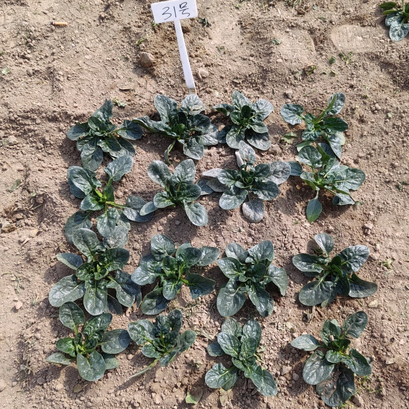 寒露2号爬地菠菜种子趴地耐寒耐热抗霜霉病圆叶春秋塌地菠菜