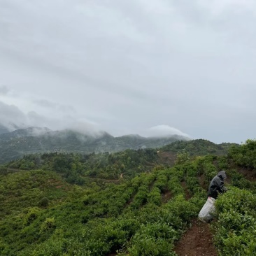 原生态高山云雾茶，海拔高度1100米，农户自产自销