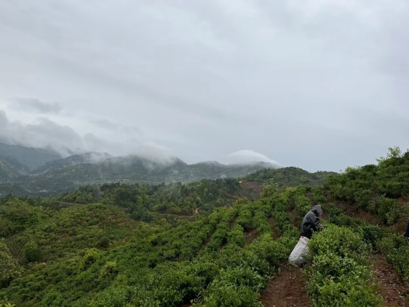 原生态高山云雾茶，海拔高度1100米，农户自产自销