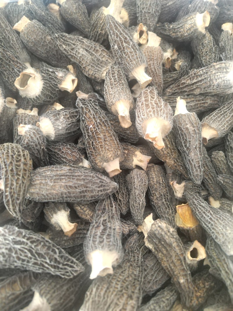 常年大量批发羊肚菌