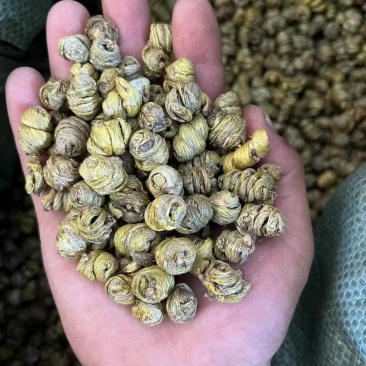 石斛年崖壁生长铁皮枫斗颗粒干石斛胶质多可代磨