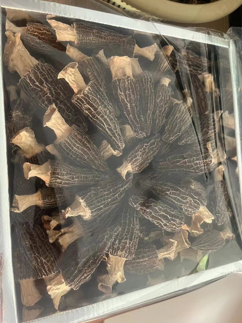 常年大量批发羊肚菌