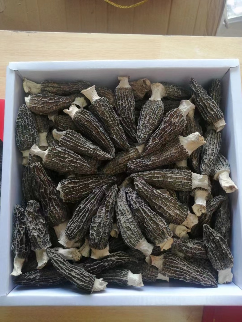 常年大量批发羊肚菌