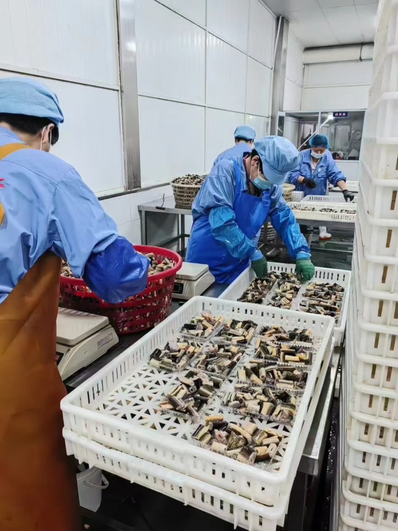 鳝鱼段黄鳝去头去内脏鳝鱼段鲜活加工鳝段善片