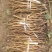 牡丹苗10~20cmm，，，，，，，，，