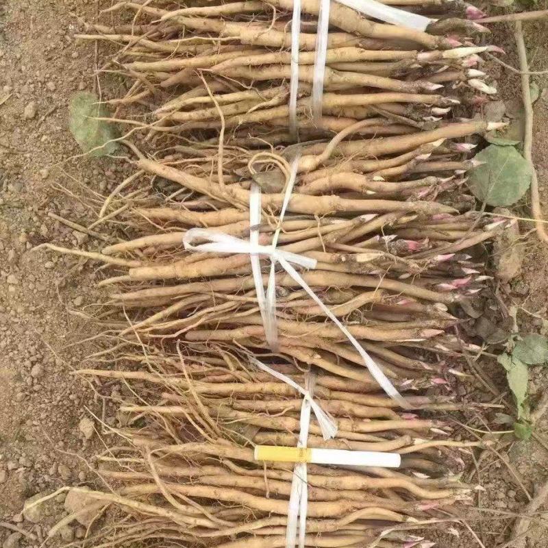牡丹苗10~20cmm，，，，，，，，，