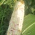 花黏玉米
