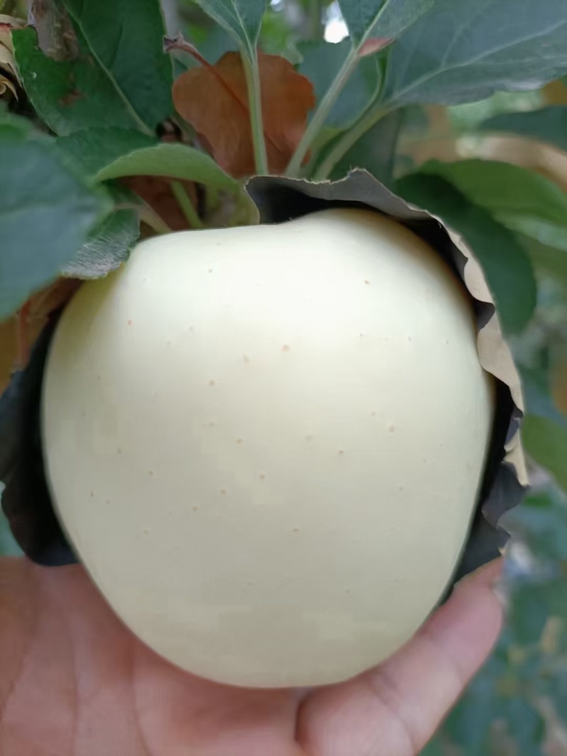 黄金帅