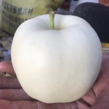 黄金帅