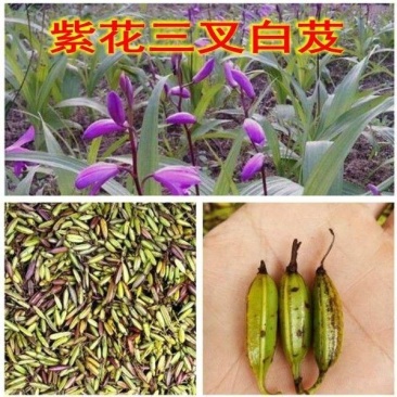 三叉白芨种子紫花三叉大白芨果夹宽叶品种白芨种苗提供育