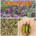 三叉白芨种子紫花三叉大白芨果夹宽叶品种白芨种苗提供育