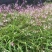 三叉白芨种子紫花三叉大白芨果夹宽叶品种白芨种苗提供育