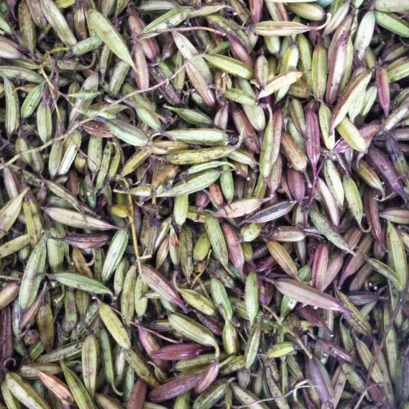 三叉白芨种子紫花三叉大白芨果夹宽叶品种白芨种苗提供育