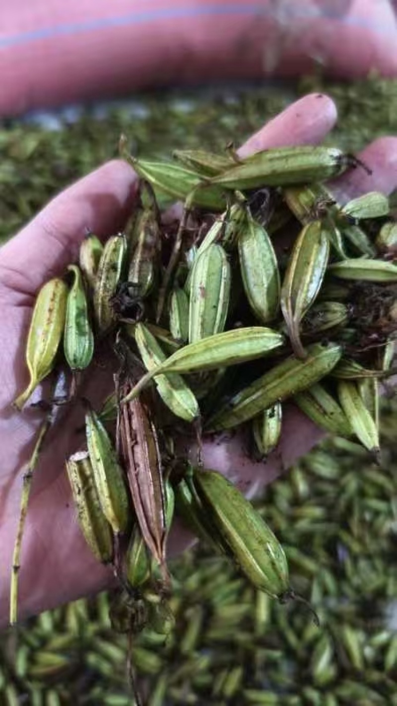 三叉白芨种子紫花三叉大白芨果夹宽叶品种白芨种苗提供育