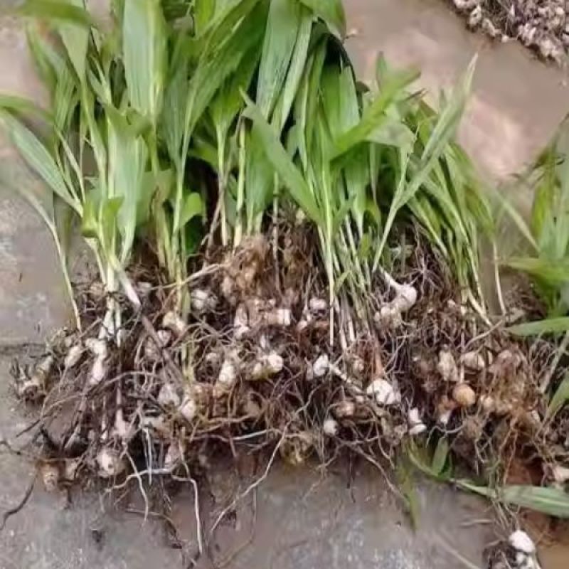 三叉白芨种子紫花三叉大白芨果夹宽叶品种白芨种苗提供育