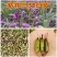 三叉白芨种子紫花三叉大白芨果夹宽叶品种白芨种苗提供育