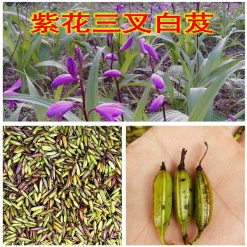 三叉白芨种子紫花三叉大白芨果夹宽叶品种白芨种苗提供育