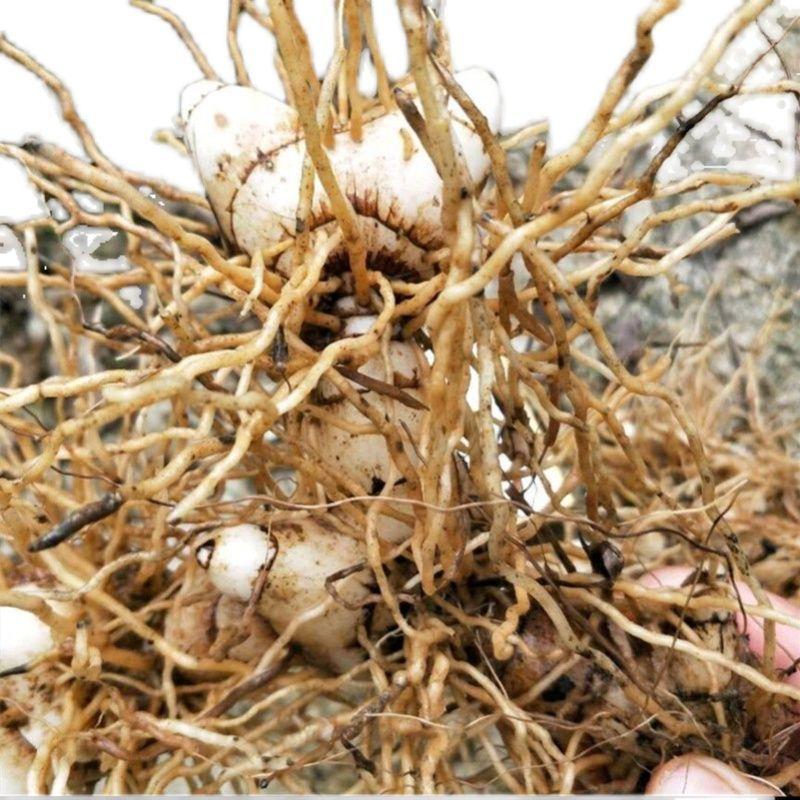 三叉白芨种子紫花三叉大白芨果夹宽叶品种白芨种苗提供育