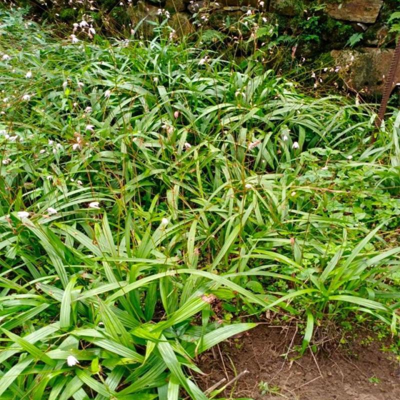三叉白芨种子紫花三叉大白芨果夹宽叶品种白芨种苗提供育