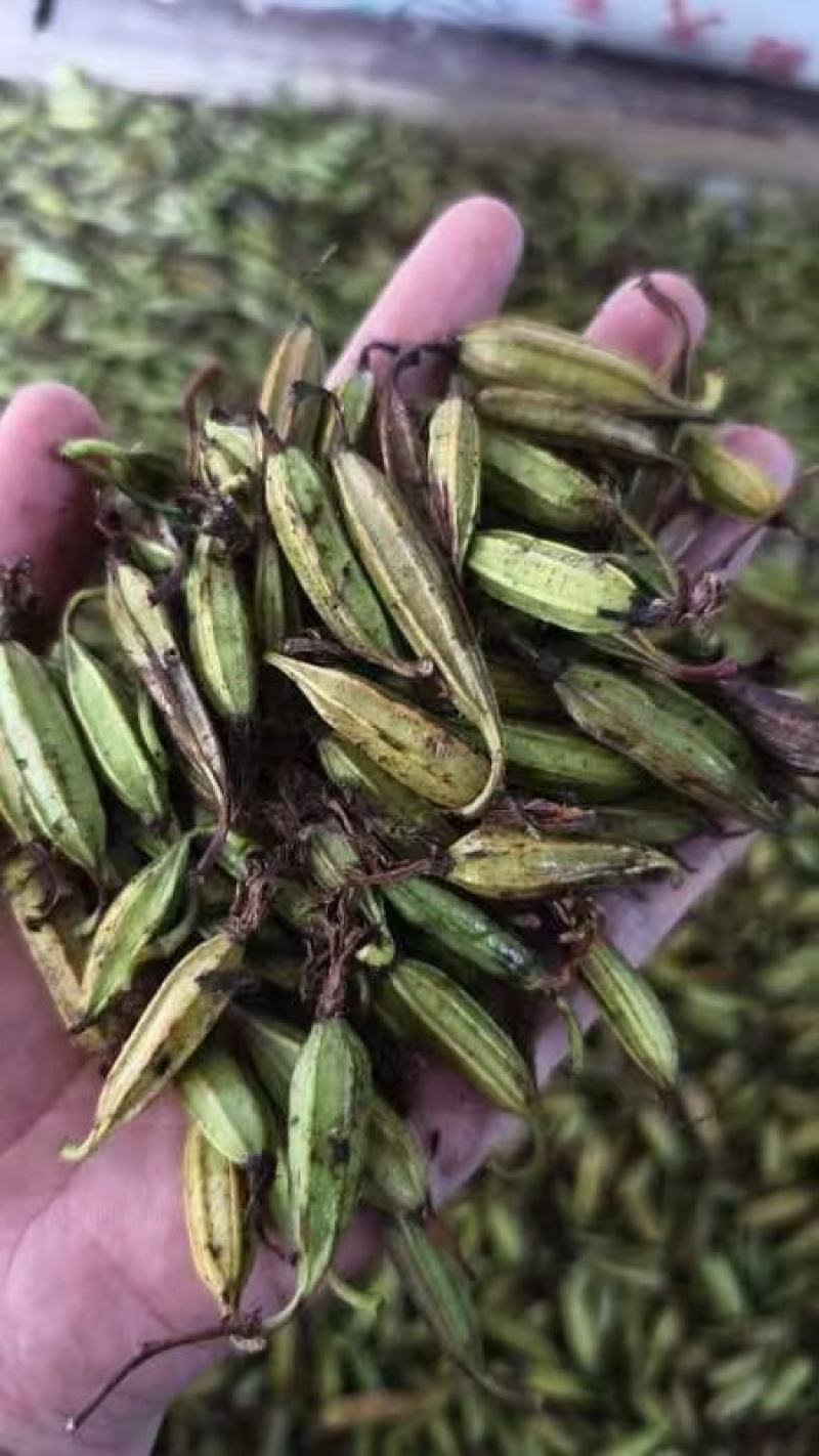 三叉白芨种子紫花三叉大白芨果夹宽叶品种白芨种苗提供育