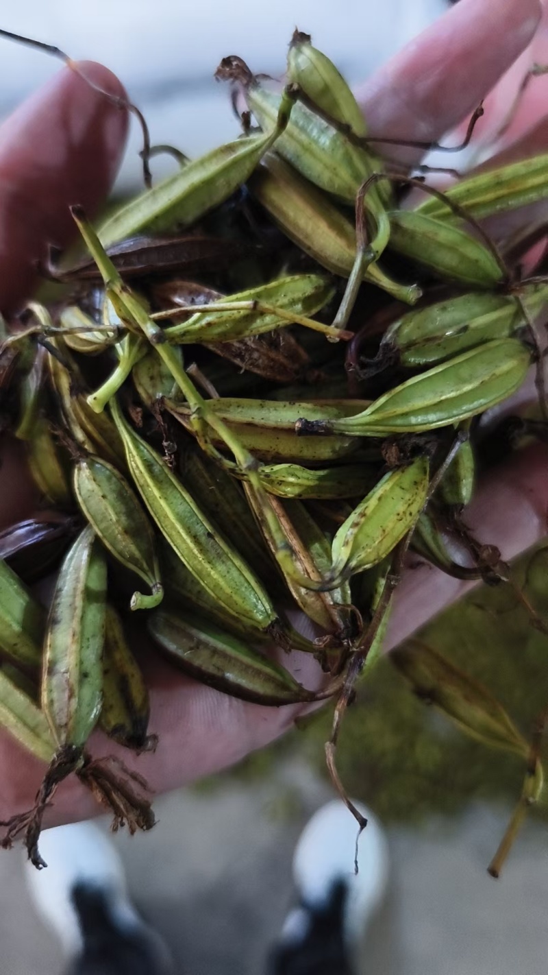 三叉白芨种子紫花三叉大白芨果夹宽叶品种白芨种苗提供育