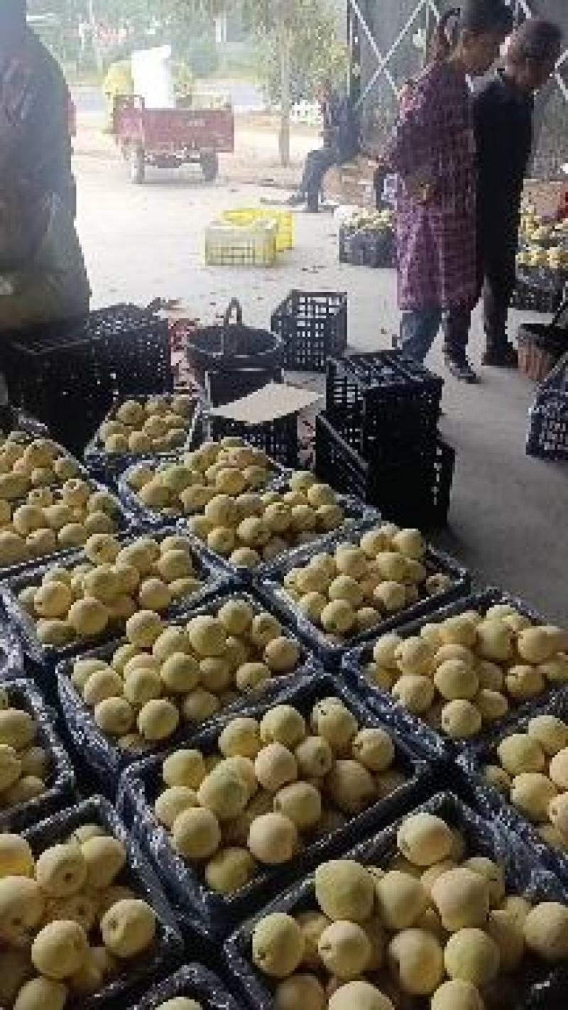 陕西礼泉县酥梨大量上市，全国发货，品质保证，可视频看货