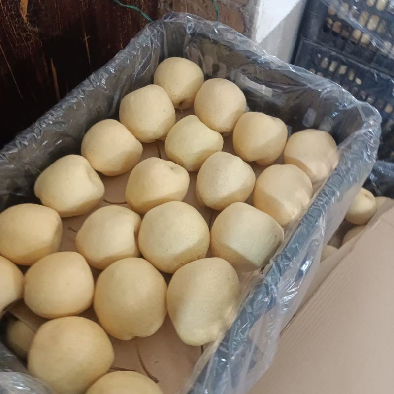 陕西礼泉县酥梨大量上市，全国发货，品质保证，可视频看货