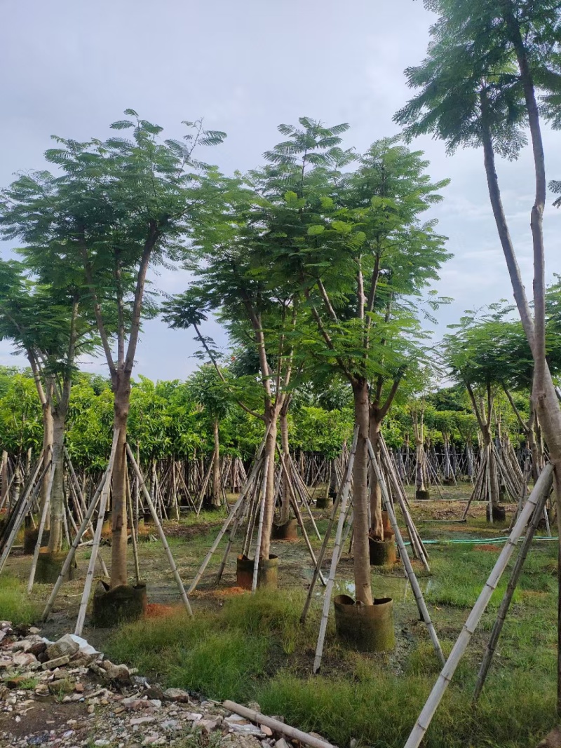 凤凰木