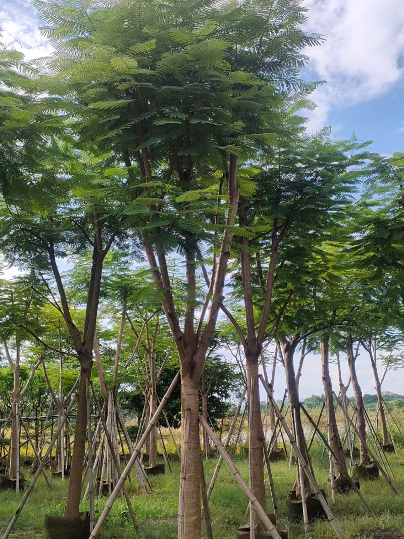 凤凰木