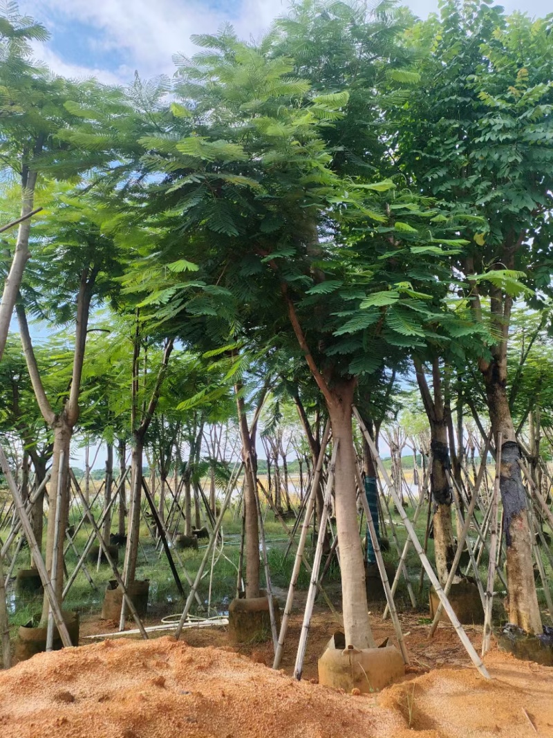 凤凰木