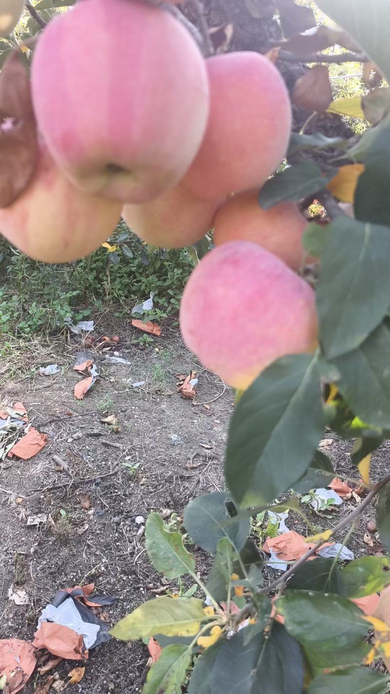 红福士苹果大量供应随到随装价格便宜货源充足