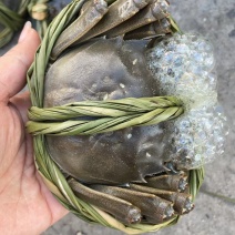 大闸蟹