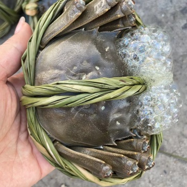 大闸蟹