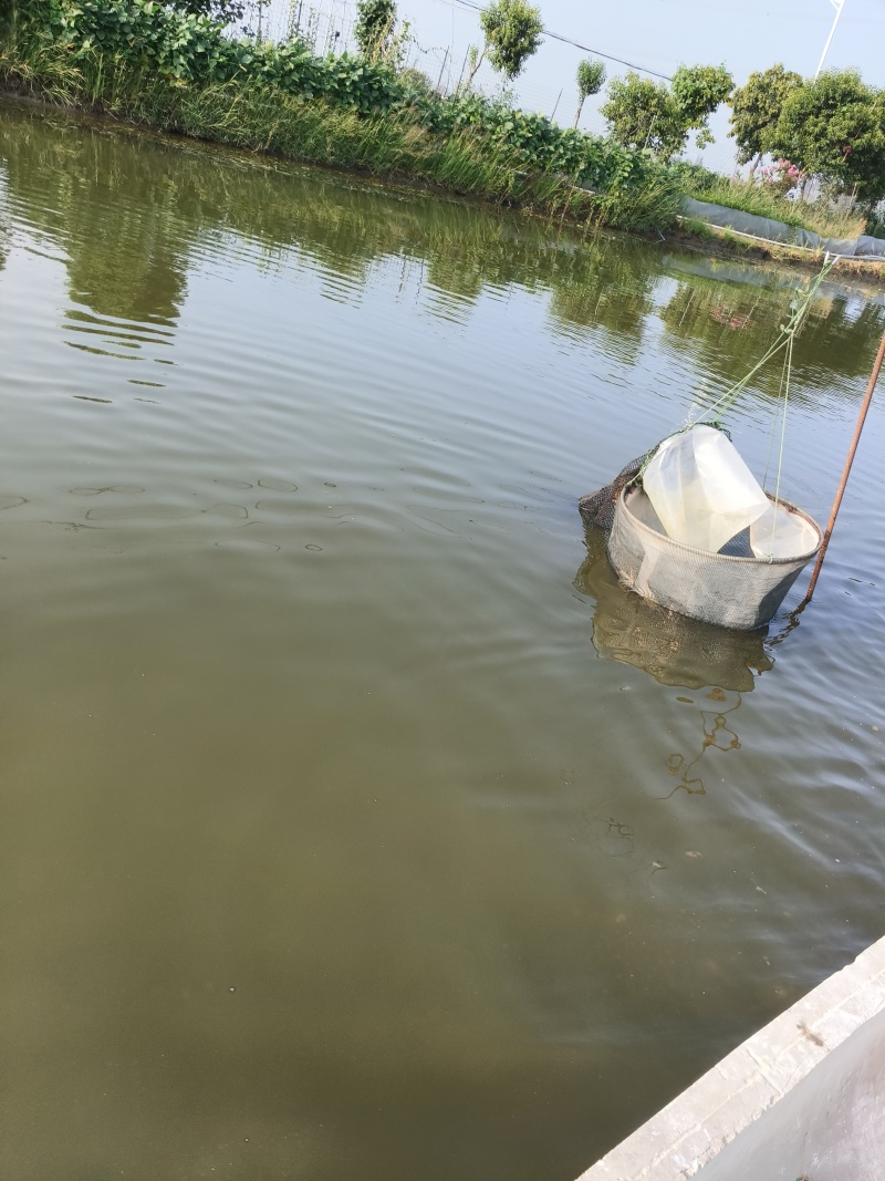 大闸蟹