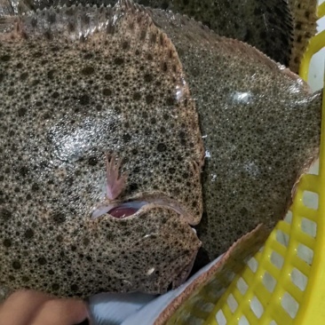 多宝鱼