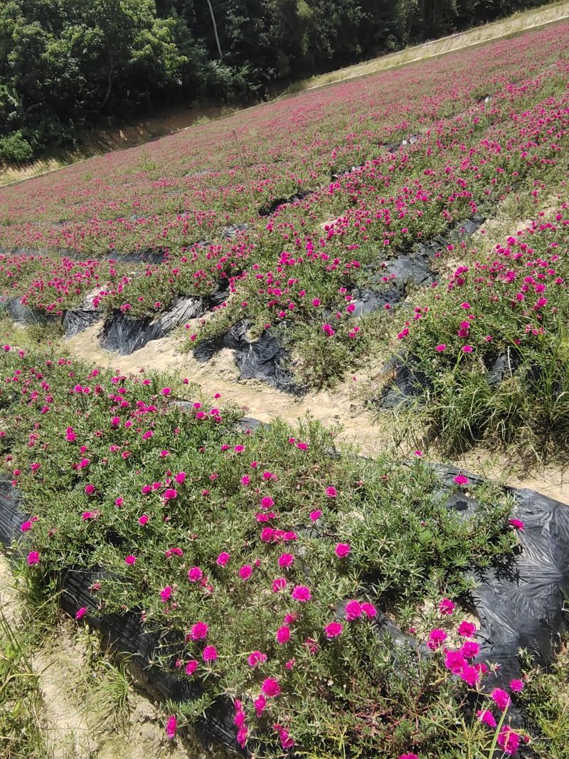 养老桩玫红王枝条20.25.30公分尺寸现货充