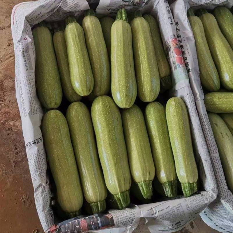 贵州小瓜陆续上市中欢迎老板来电详谈