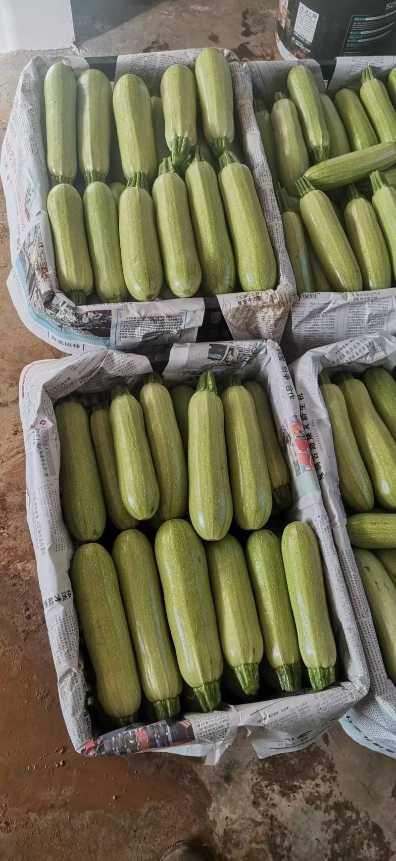贵州小瓜陆续上市中欢迎老板来电详谈