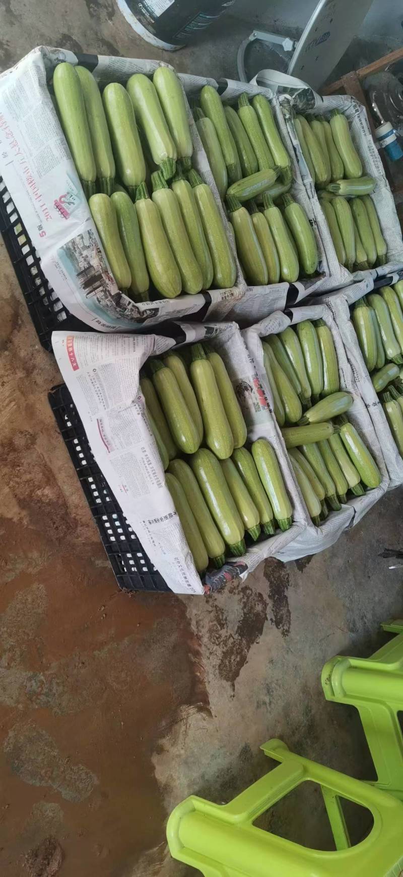 贵州小瓜陆续上市中欢迎老板来电详谈