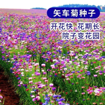 矢车菊种子