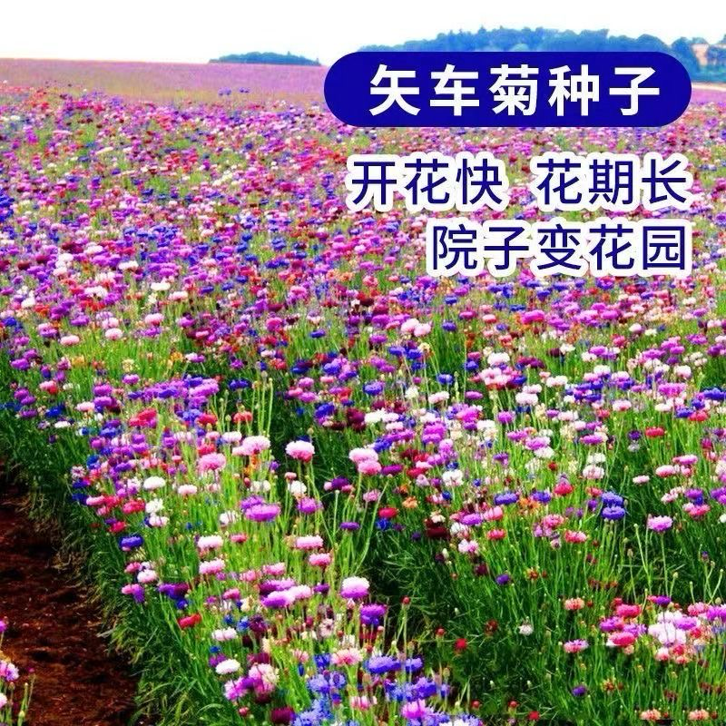 矢车菊种子