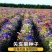 矢车菊种子