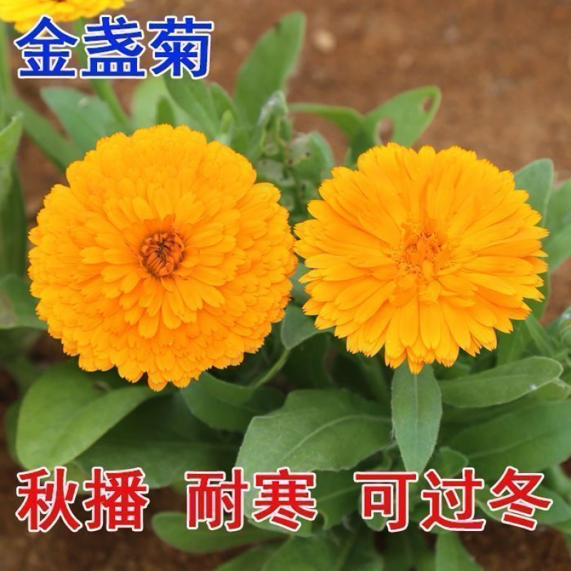 金盏菊种子