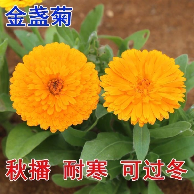 金盏菊种子