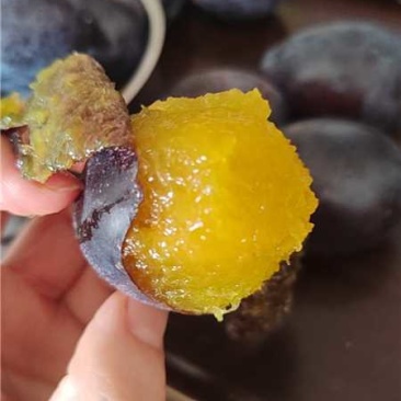 甘肃酒泉西梅一件代发，电商，团购