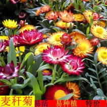 麦秆菊种子