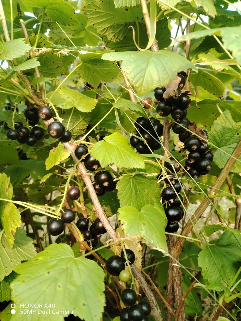 黑加仑苗苗圃基地直发高成活高产量提供种植技术放心苗