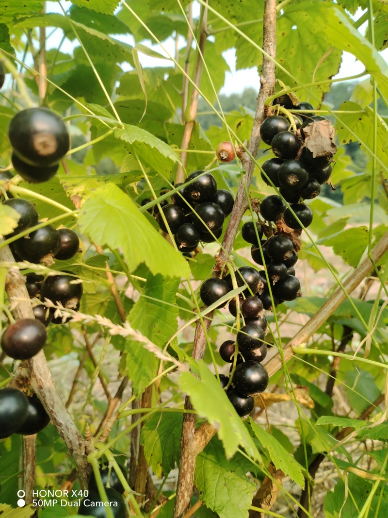 黑加仑苗苗圃基地直发高成活高产量提供种植技术放心苗