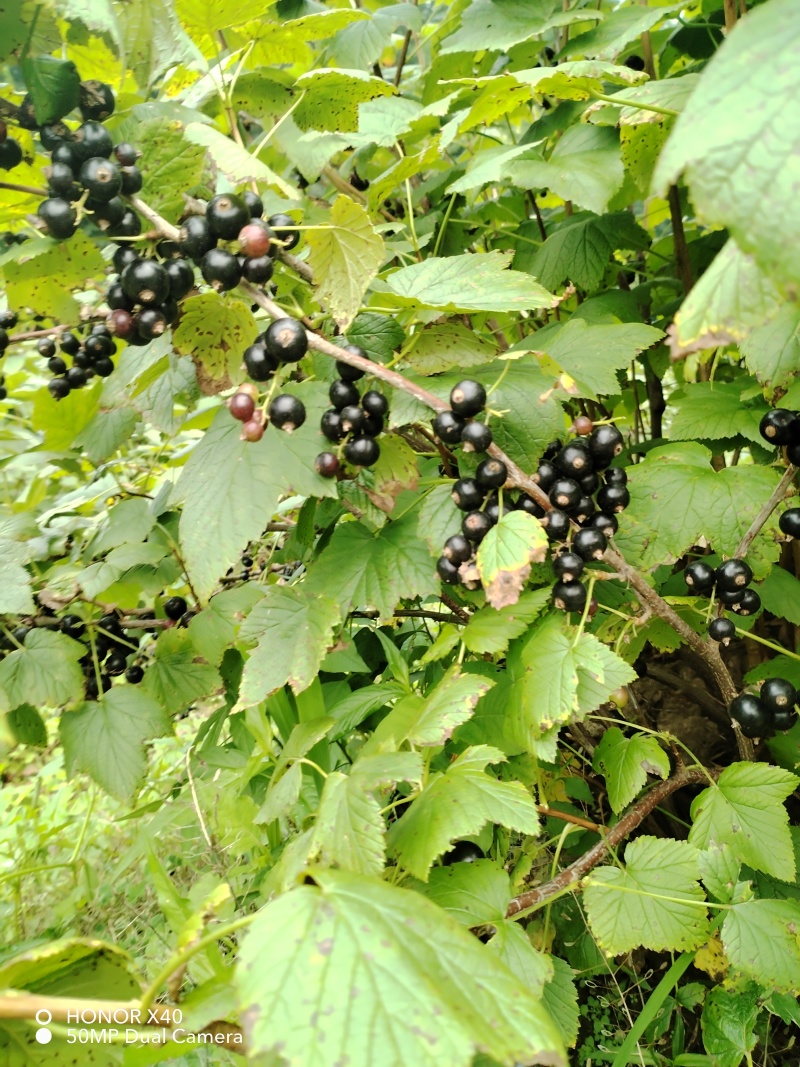 黑加仑苗苗圃基地直发高成活高产量提供种植技术放心苗